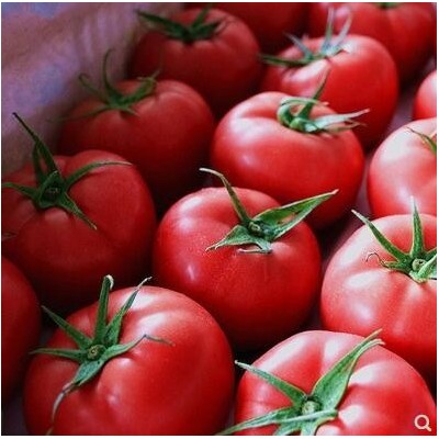 攀枝花米易露天粉番茄生吃水果蔬菜普罗旺斯西红柿新鲜自然熟10斤