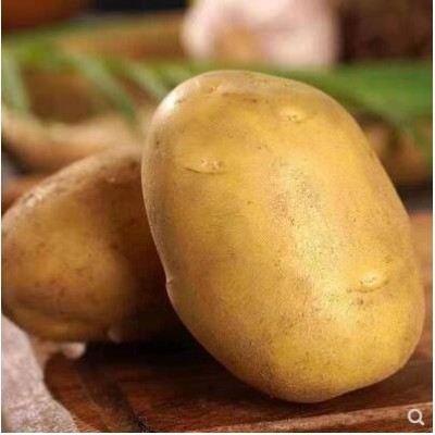 2021农家自种新鲜5土豆黄心洋芋现挖新鲜蔬菜马铃薯