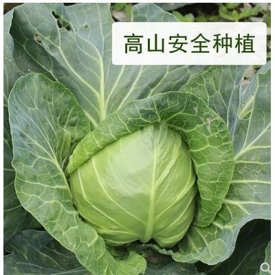 包菜蔬菜新鲜蔬菜沙拉即食包心菜卷心菜农产品圆白菜洋白菜600克