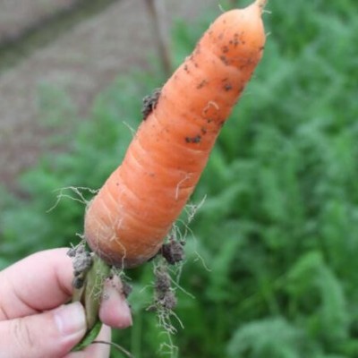 新鲜农家胡萝卜榨汁新鲜时令蔬菜沙拉非手指水果胡萝卜400克