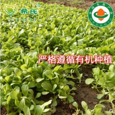 希氏油菜时令食用青菜有机蔬菜250g新鲜辽宁沈阳基地