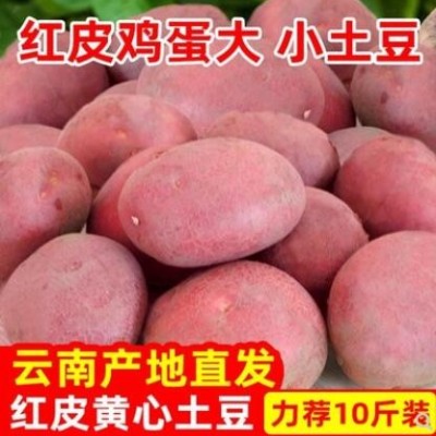 云南新鲜红皮黄心小土豆10斤包邮土豆农家蔬菜洋芋先挖自种马铃薯
