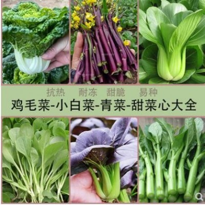 上海油青菜种子小白菜鸡毛菜阳台盆栽菜园春秋四季易播蔬菜种孑籽