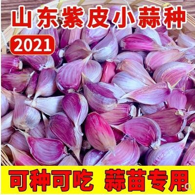 2021紫皮小干蒜瓣大蒜红根蒜苗寒苔硬叶香川独头二水早种子籽自种