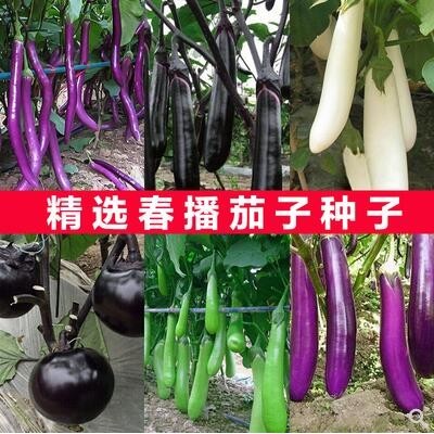 蔬菜种子紫红长茄 春季四季田园阳台盆栽茄子籽 四季种植瓜果