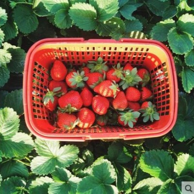 奶油草莓苗盆栽四季带土带盆种植超甜食用种籽子孑秧苗白阳台春季
