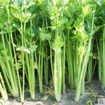 芹菜苗特色蔬菜幼苗大批量南方阳台菜苗种子芹菜根栽培春季种籽