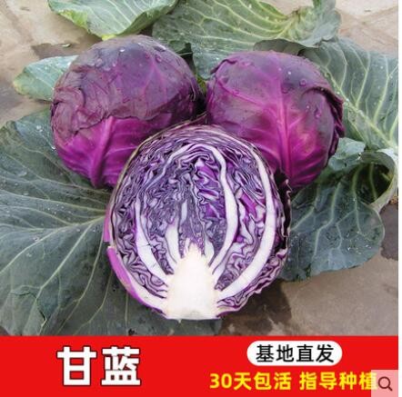 紫甘蓝幼苗大批量南方种阳台菜苗种籽菜苗孢子甘蓝种子特色蔬菜苗