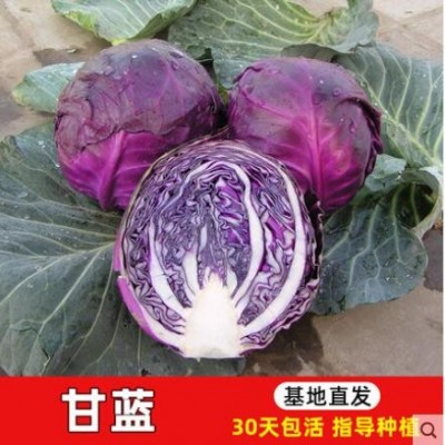 紫甘蓝幼苗大批量南方种阳台菜苗种籽菜苗孢子甘蓝种子特色蔬菜苗