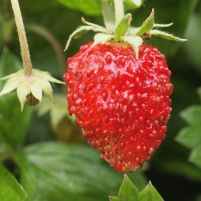 种子猎人 高山草莓种子 进口传家宝室内盆栽 可留种子