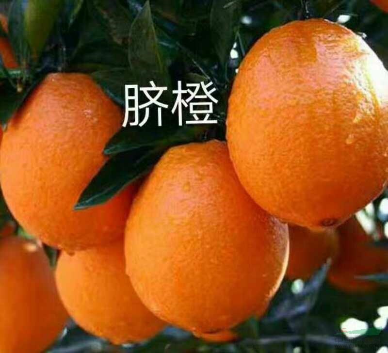 福建省漳州市，杨梅苗，橙子苗，水果苗基地