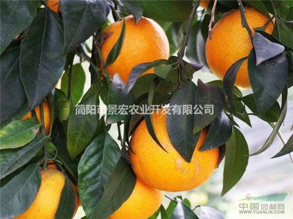 早熟爱媛柑橘品种 柑橘苗大型苗圃在哪里 大苗可带土球起苗