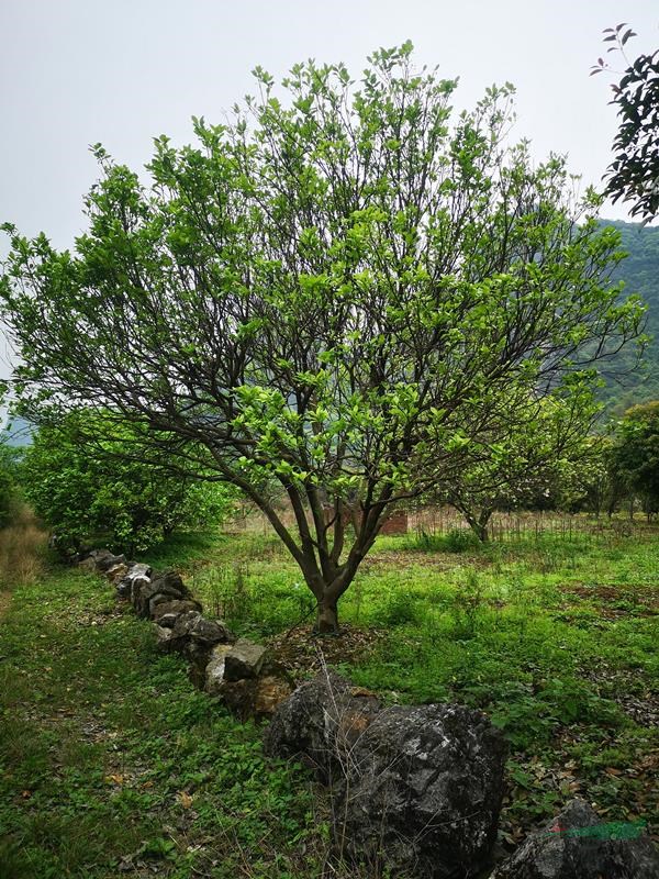 广西桂林供应柚子树，柚子树袋苗，假植苗