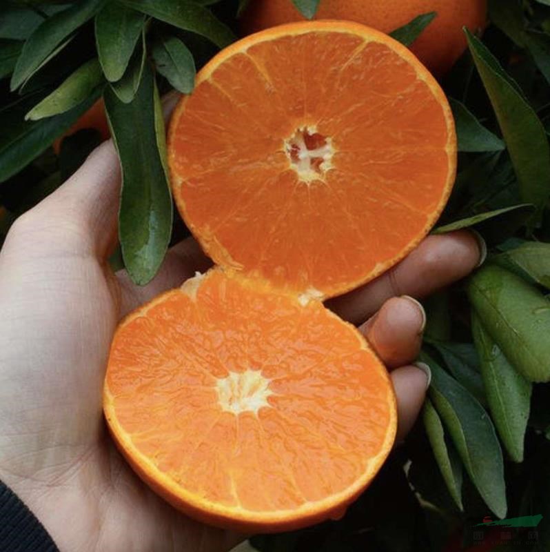 红美人柑橘苗1至3年生，把品种根系好，成活率高