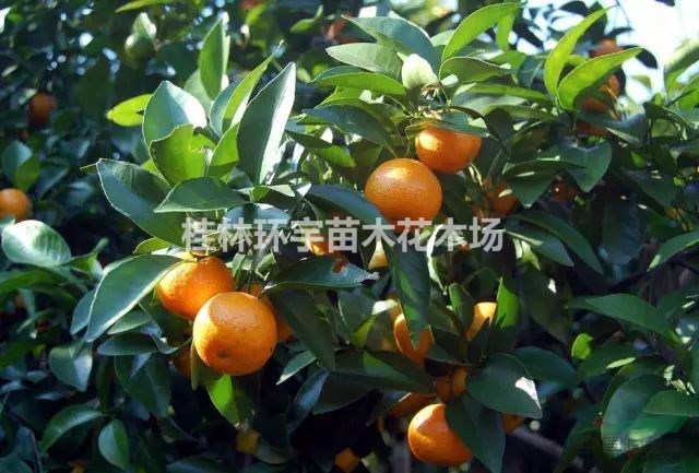 供应柑橘树８－１５公分，批发柑桔树,出售柑橘苗