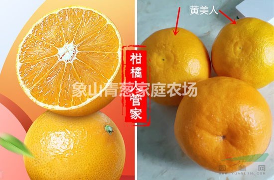 出售黄美人柑橘苗，爱媛68柑橘苗，桔苗黄美人