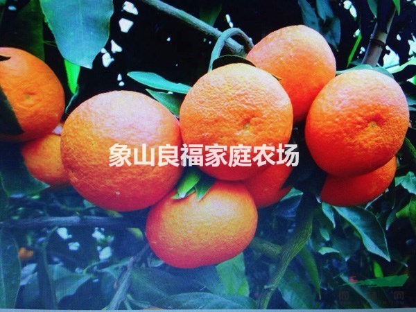 浙江红美人柑橘苗批发/供应