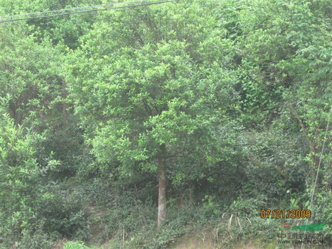 低价供应金桔树，米径8-12公分。