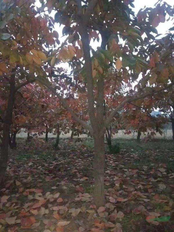 柿子树地径6-20公分山楂树地径6-25公分北京大苗圃基地