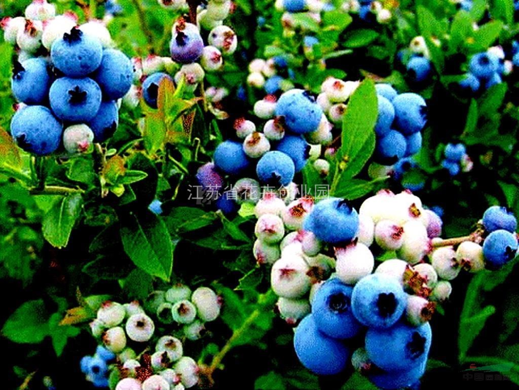 蓝莓花，草莓小苗，橘子小苗，柚子树苗，枣树苗，山楂苗等