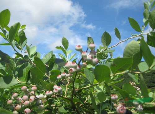湖南蓝莓树 供应湖南蓝莓树供应 出售湖南蓝莓树价格