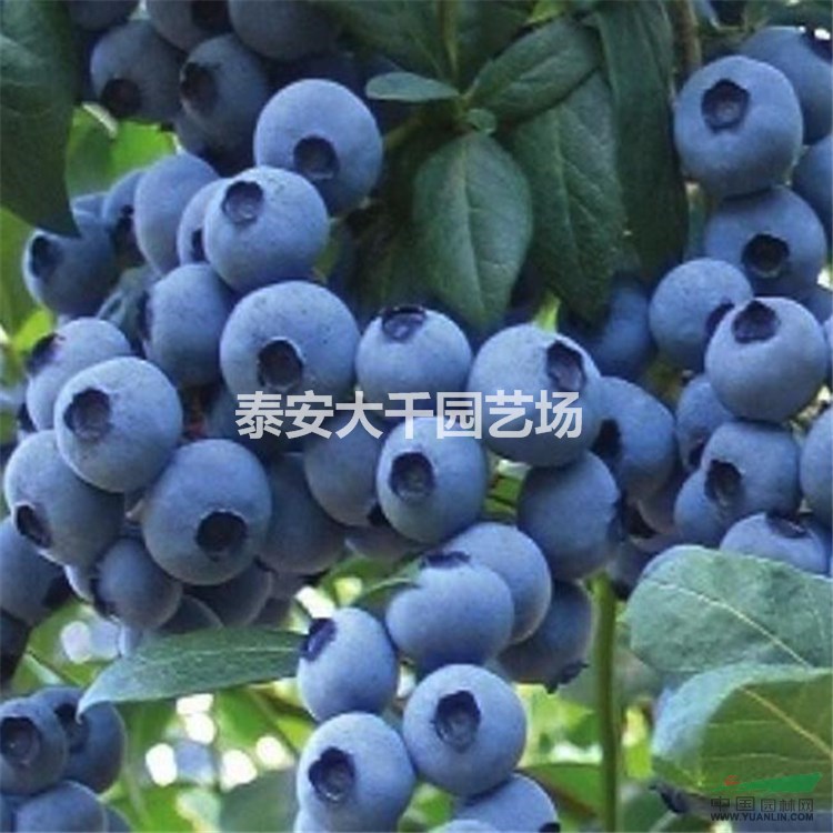 批发适合南北方种植蓝莓苗 蓝莓苗多少钱  蓝莓苗种植技术