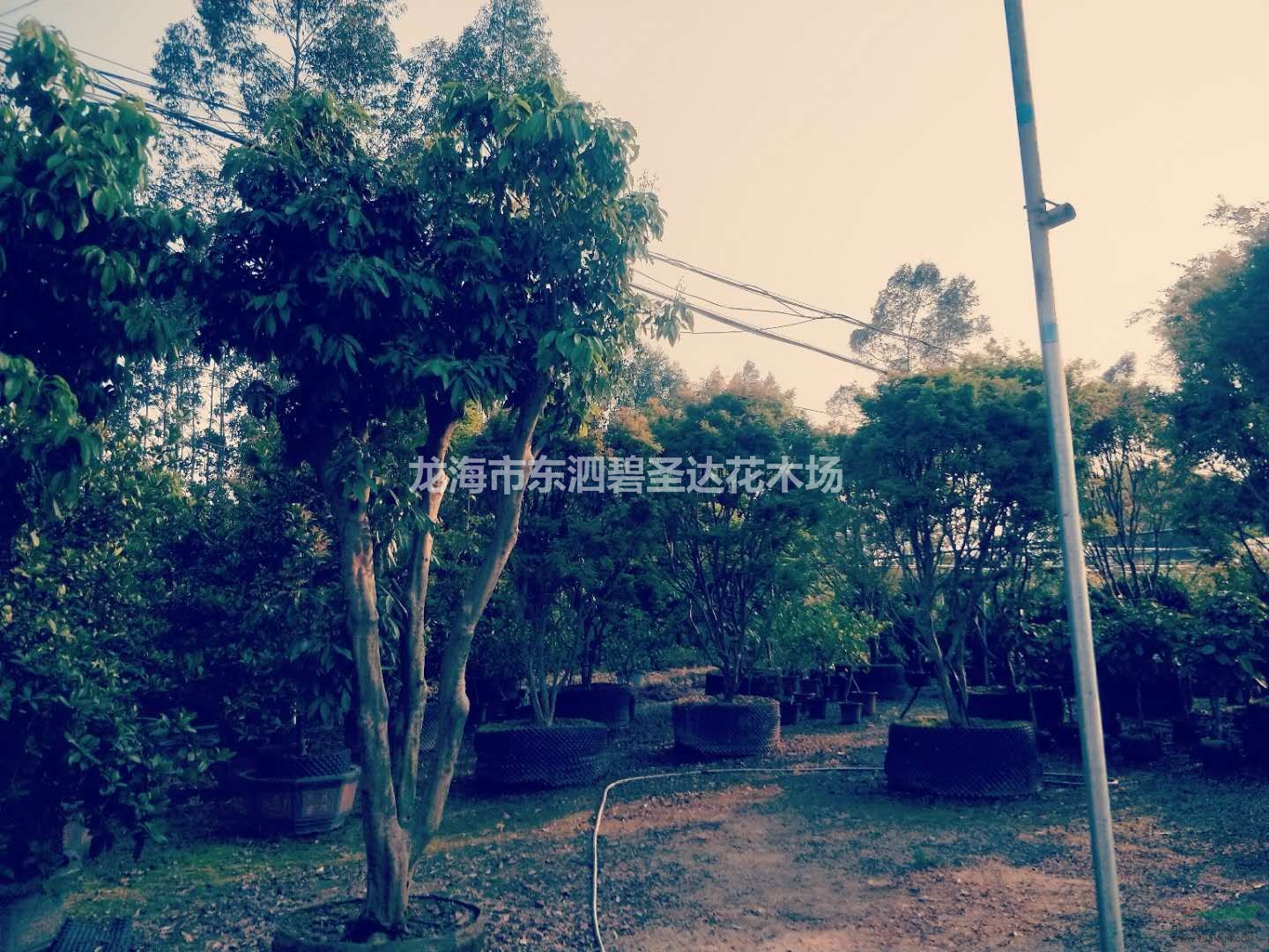 福建漳州荔枝树基地各种规格大量批发供应