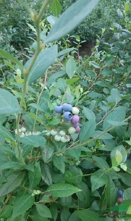 浙江蓝莓小苗 优质蓝莓苗、兔眼蓝莓