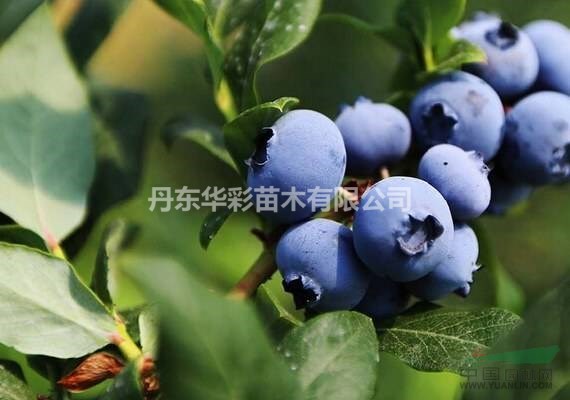 辽宁丹东华彩苗木供应蓝莓钵苗，南高丛北高丛蓝莓，量大从优