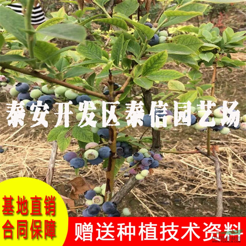 坤蓝蓝莓苗价格 坤蓝蓝莓苗基地