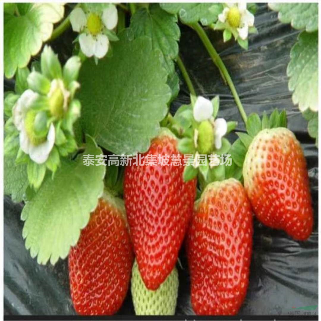 草莓苗 草莓苗 出售草莓苗 大量供应草莓苗 蓝莓苗 香椿苗等