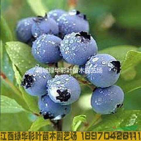  杰兔蓝莓 江西蓝莓树苗 南方蓝莓杰兔蓝莓树苗供应保成活