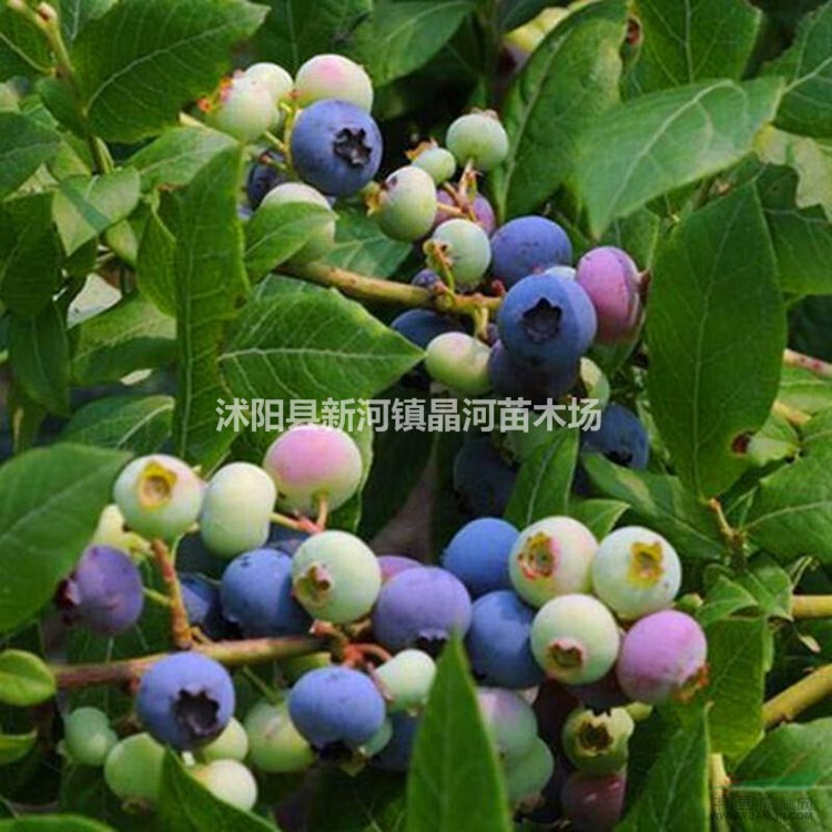 蓝莓苗价格 蓝莓苗繁殖方法简介 基地直销优质蓝莓苗 量大优惠