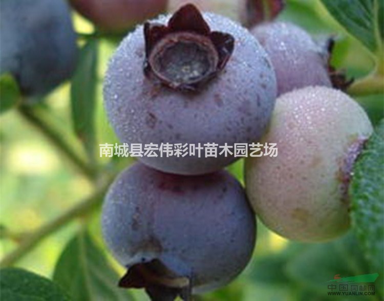 正宗奥尼尔蓝莓蓝莓小苗各种果树苗木长期低价出售
