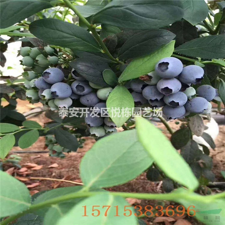 钱德勒蓝莓苗价格 栽培蓝莓苗管理蓝莓苗新品种追雪
