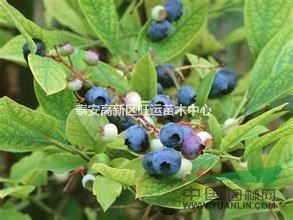 山东蓝莓苗现货热卖 高品质蓝莓苗 品种正宗蓝莓苗货源充足