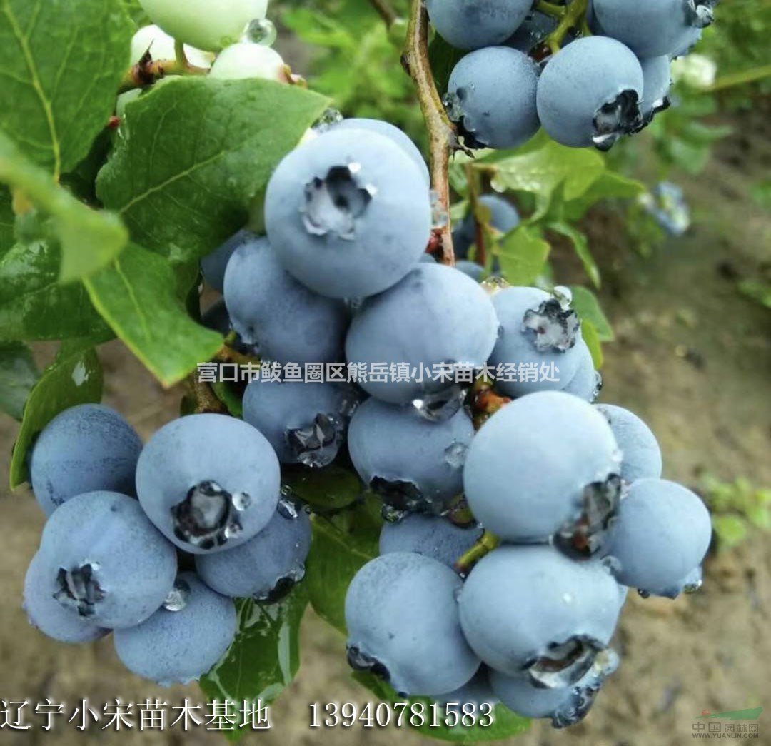 大量批发各类品种蓝莓树苗 北方种植蓝莓树苗 耐寒抗冻