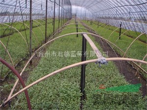 台州君临蓝莓优质蓝莓种苗