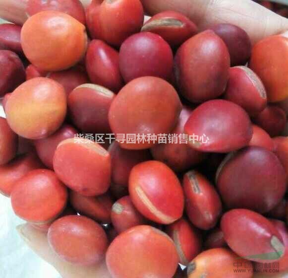 专业批发鄂西红豆种子，何氏红豆、鄂西红豆、江阴红豆花梨木种子