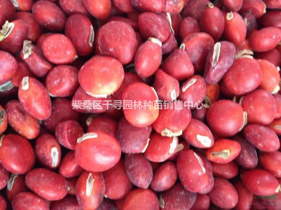 专业批发鄂西红豆种子，何氏红豆、鄂西红豆、江阴红豆花梨木种子