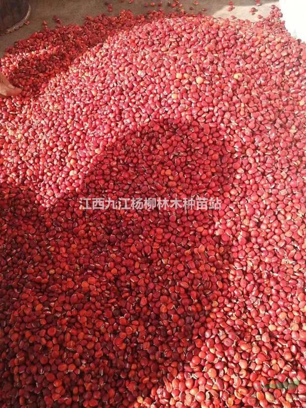 供应红豆种子 鄂西红豆种子价格 花梨木种子价格