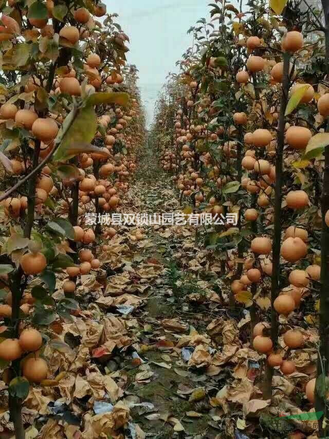 大量的精品梨树 梨树品种 无中介