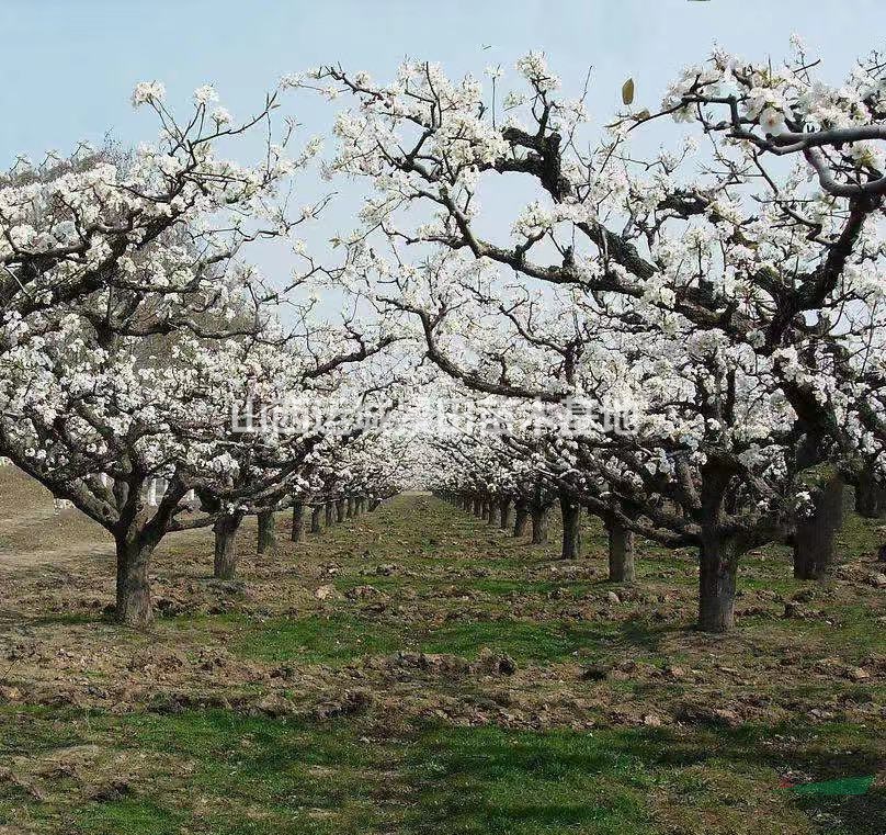 梨树基地·山西梨树·品种梨树·授粉梨树·梨树价格行情
