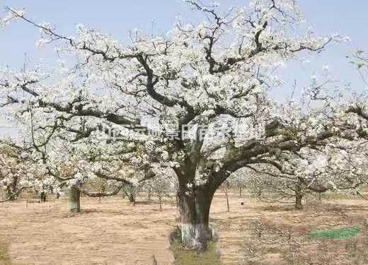 梨树基地·山西梨树·品种梨树·授粉梨树·梨树价格行情