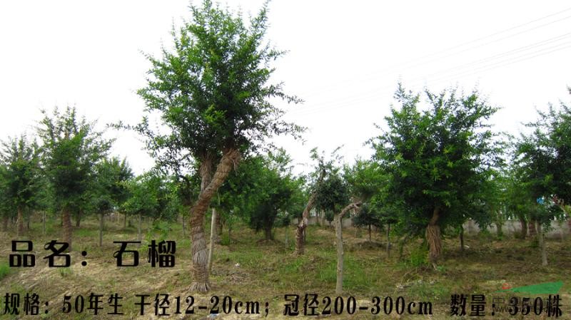 安徽合肥 供应干径10-18cm 移植石榴