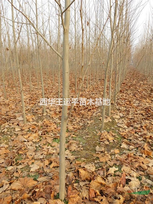 法桐供应，大量出售法国梧桐树低价供应规格齐全河南西华