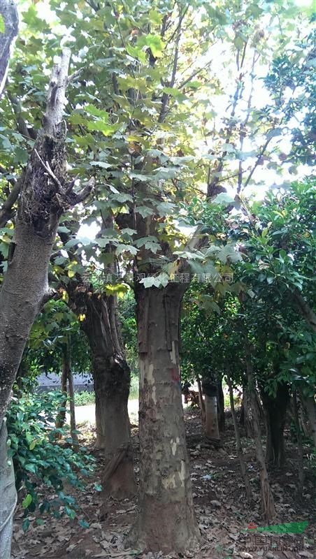 云南地区出售6-35公分梧桐树（法国梧桐）