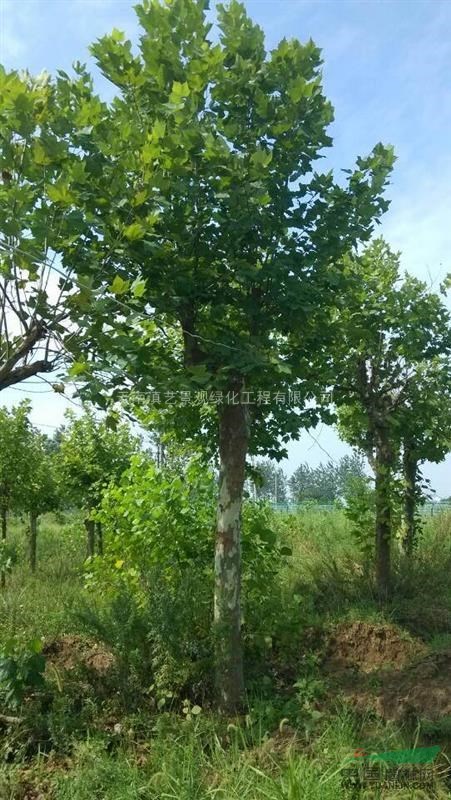 云南地区出售6-35公分梧桐树（法国梧桐）