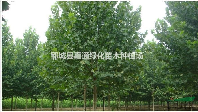 可供应重庆市法国梧桐树径18公分法国梧桐全冠树价格