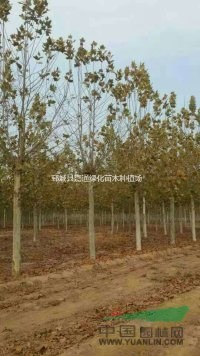 可供应重庆市法国梧桐树径18公分法国梧桐全冠树价格
